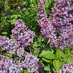 image of lilac blossom