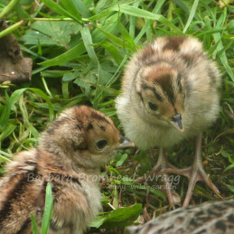 pheasant chicks duo news image