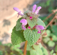 red dead nettle image