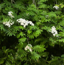 image of rowan blossom