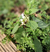 white dead nettle