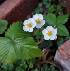 image of the wild flower wild strawberry