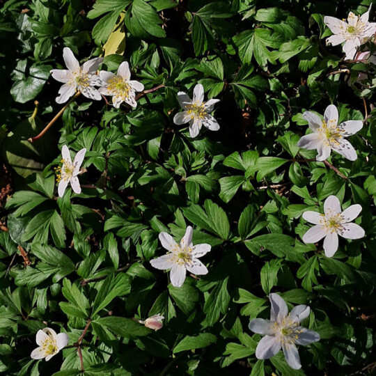 wood anemone news image
