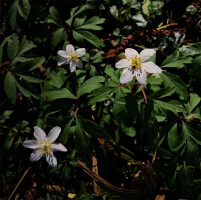 wood anemone