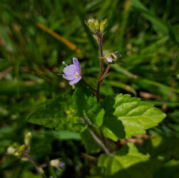 image of the wild flower wood speedwell