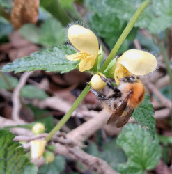 image of a carder bee pollinating the wild flower yellow archangel