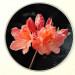 azalea orange 30cm round glass worktop saver close view product image