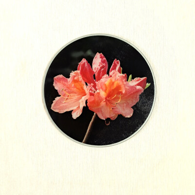 azalea orange 30cm round glass worktop saver product image