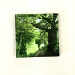 rabbit lane oaks square glass coaster close up view product image