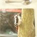 great spotted woodpecker rectangle placemat close up view product image