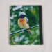 birders journal a4 hardback lined notebook male redstart image back cover view 