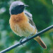 birders journal a4 hardback lined notebook male redstart image close detail view