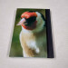 goldfinch pocket journal, hardback a5 lined notebook back cover view