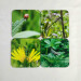 mini beast, ladybird, dragonfly, grasshopper, beetle, set of four square coasters  