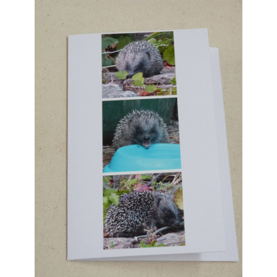 BMHH hedgehogs