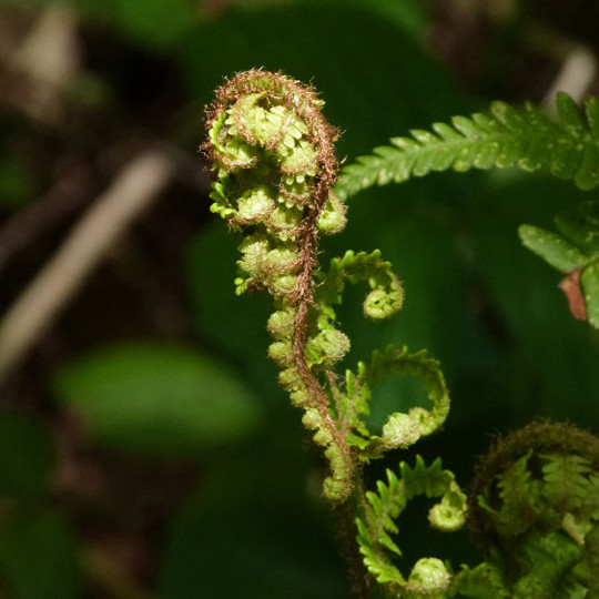 NEWS IMAGE Fractal Seahorse