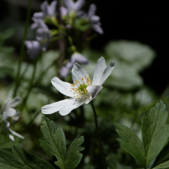 NEWS IMAGE Wood Anenome