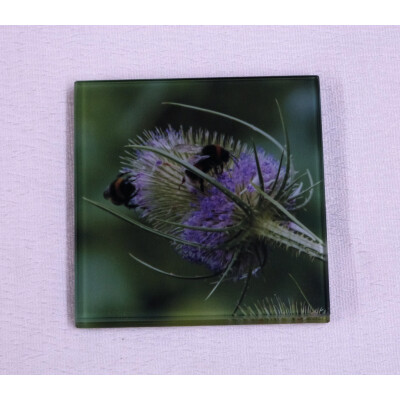 Buff tail bumblebee square glass coaster, workers on lilac colour teasel flower