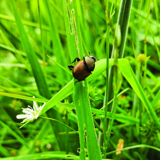 Metallic horned dung beetle