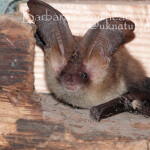 BA Long eared bat