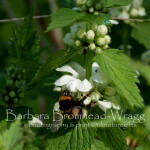 Broken belted poss white nettle