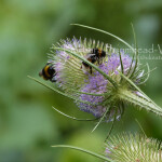 Buff tail bumblebee workers TB