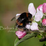 Buff tail queen apple blossom AB