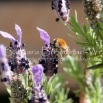 Carder brown banded lavender