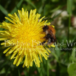 Common Carder Bee dandelion CCB