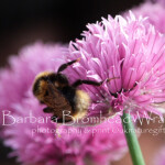 Field Cuckoo Bee FCB