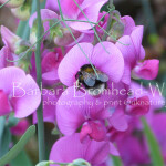 Garden bumblebee sweetpea SPB