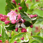 Garden bumblebee wilegia SHB