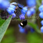 Hairy Footed Flower Bee HFB