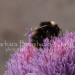 Queen Early Bumblebee QEB