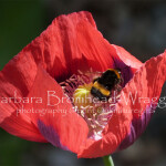 Red poppy bee buff tail maybe RPB