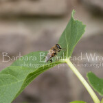 Tiny bee figleaf