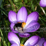 Tree bumblebee Crocus TBCR