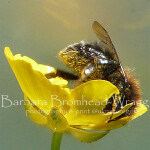 Tree bumblebee buttercup bee BUB