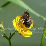 Tree bumblebee dark buttercup TBD