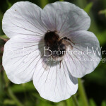 Whitetail geranium bee