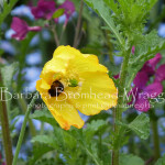 whitetail himalayan poppy HPB