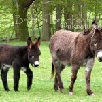 DMF donkey mum and foal
