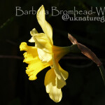 DP Daffodil profile