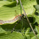 DRG gold banded dragonfly