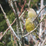 GFP Greenfinch pair