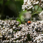 LDB 7 spot ladybird