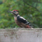 OJP woodpecker juv perch