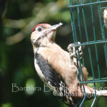 OPR woodpecker profile