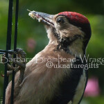OTT Woodpecker tongue