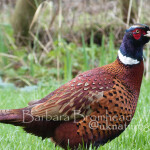 PP pheasant profile